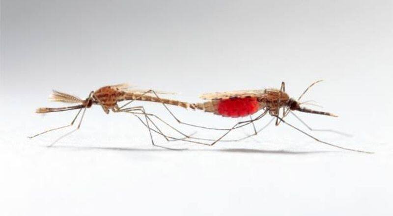 Sexually super active male mosquitoes in demand for research in controlling deadly epidemics