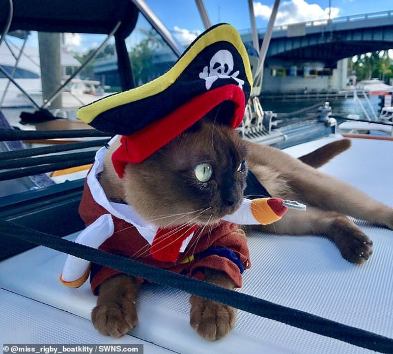 miss rigby Journeys rigby the cat living in sea not in land