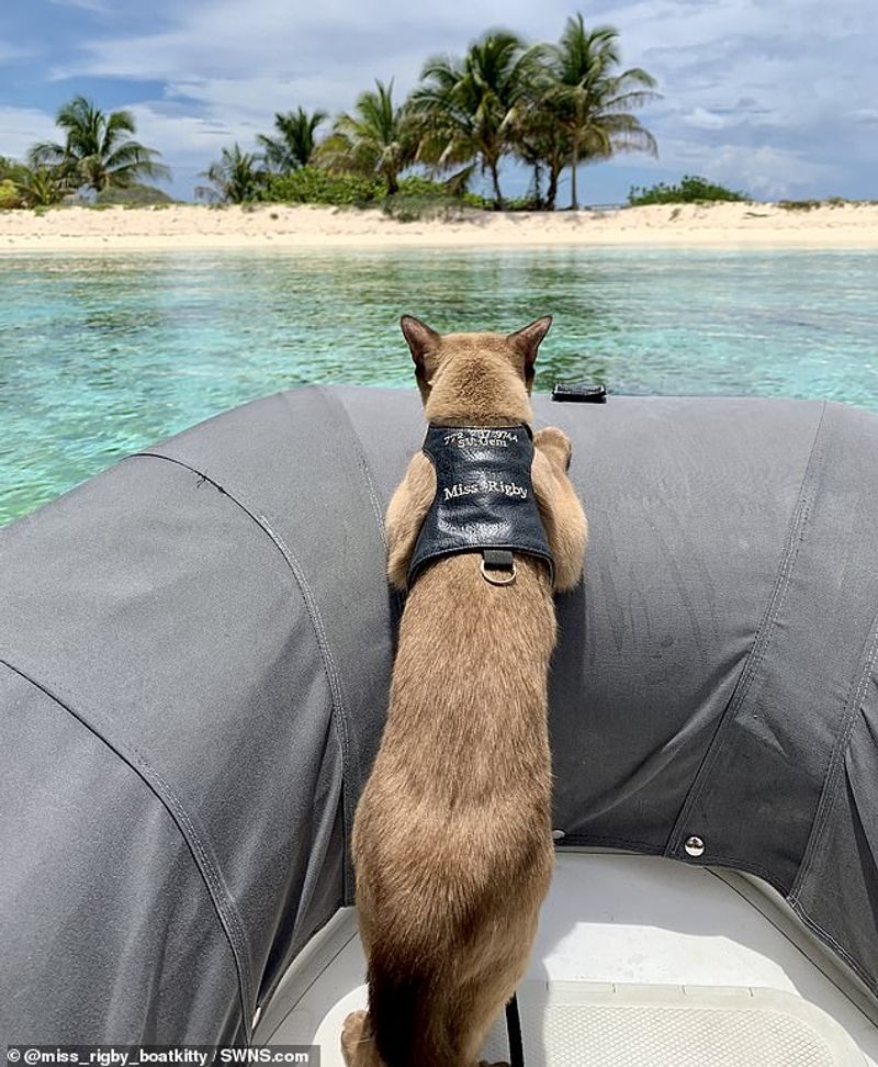 miss rigby Journeys rigby the cat living in sea not in land