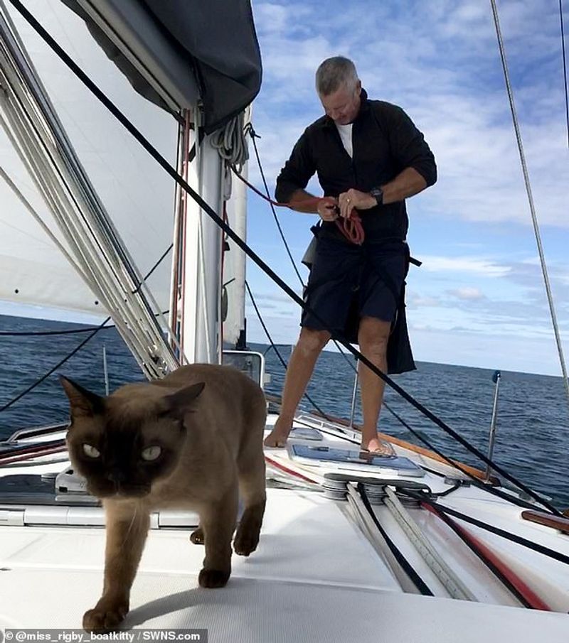 miss rigby Journeys rigby the cat living in sea not in land