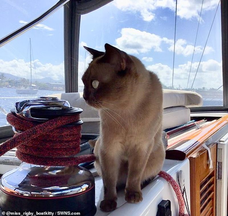 miss rigby Journeys rigby the cat living in sea not in land