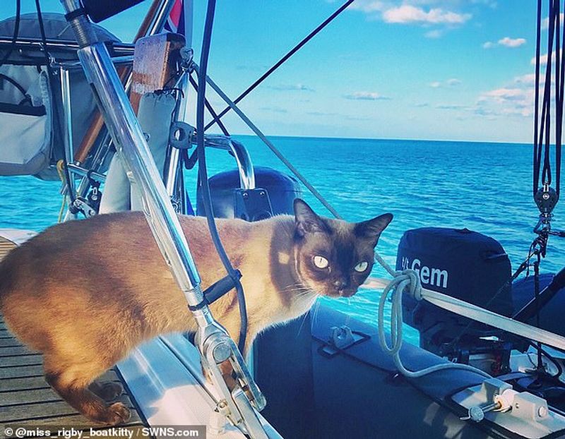 miss rigby Journeys rigby the cat living in sea not in land