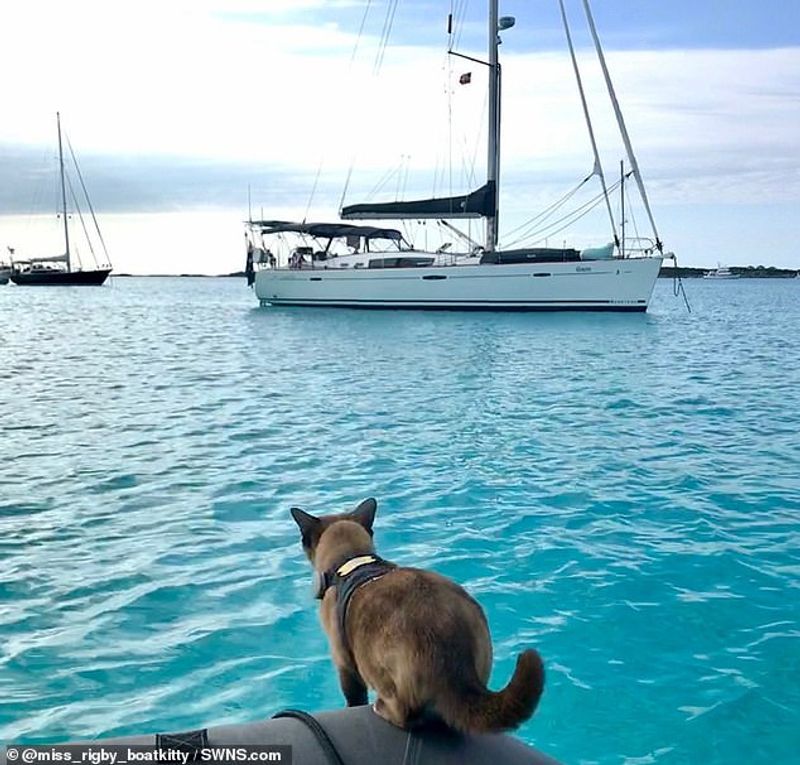 miss rigby Journeys rigby the cat living in sea not in land