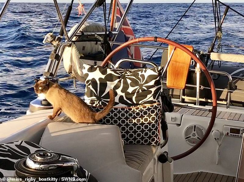 miss rigby Journeys rigby the cat living in sea not in land