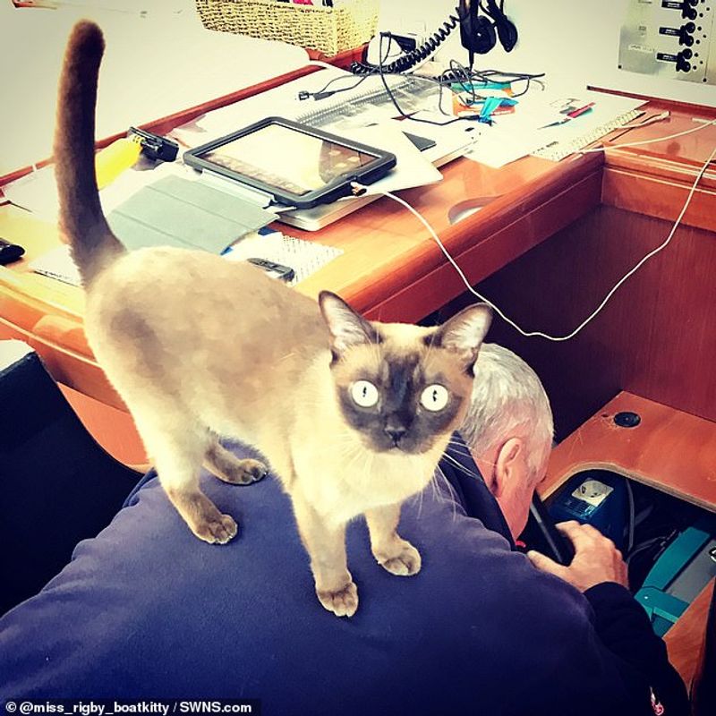 miss rigby Journeys rigby the cat living in sea not in land