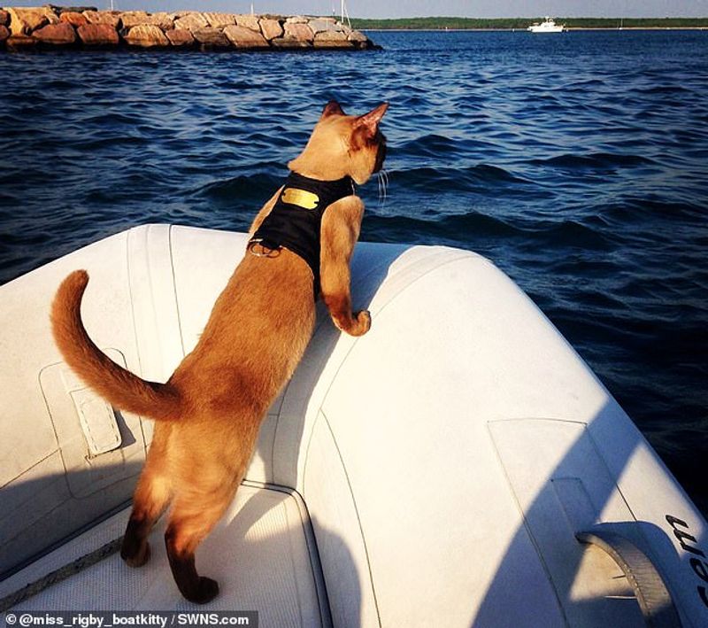 miss rigby Journeys rigby the cat living in sea not in land