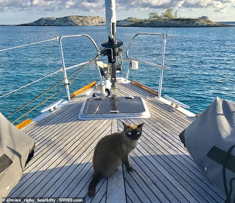 miss rigby Journeys rigby the cat living in sea not in land