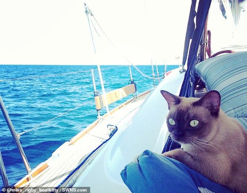 miss rigby Journeys rigby the cat living in sea not in land