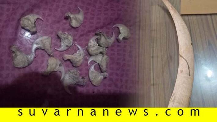 Forest Officer Seized Elephant Tusk in Shivamogga Forest Officer Seized Elephant Tusk in Shivamogga