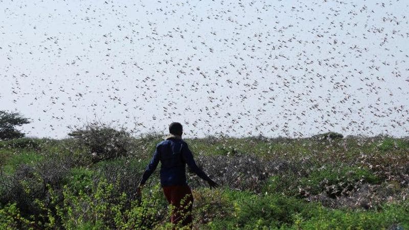 20 billion locust invasion in Kenya and Ethiopia Somalia  UNA council helping those countries