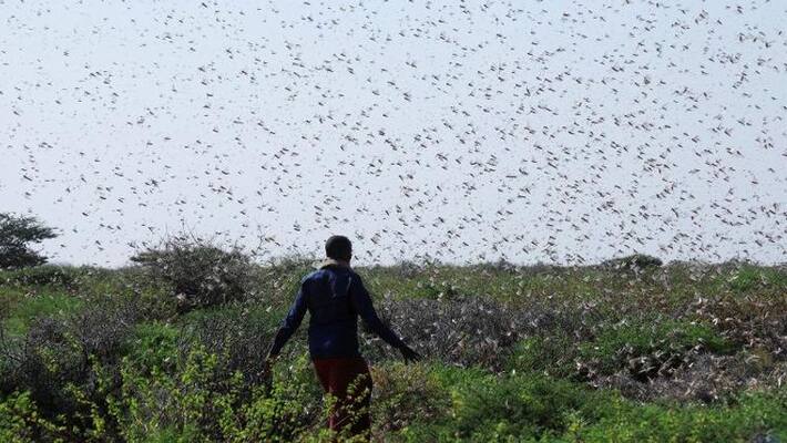 rajastan agriculture officials plan to locust destroying with drone rajastan agriculture officials plan to locust destroying with drone