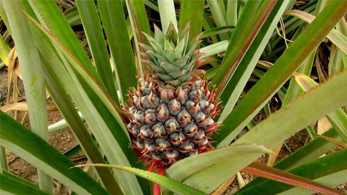 growing pineapples agricultural news growing pineapples agricultural news