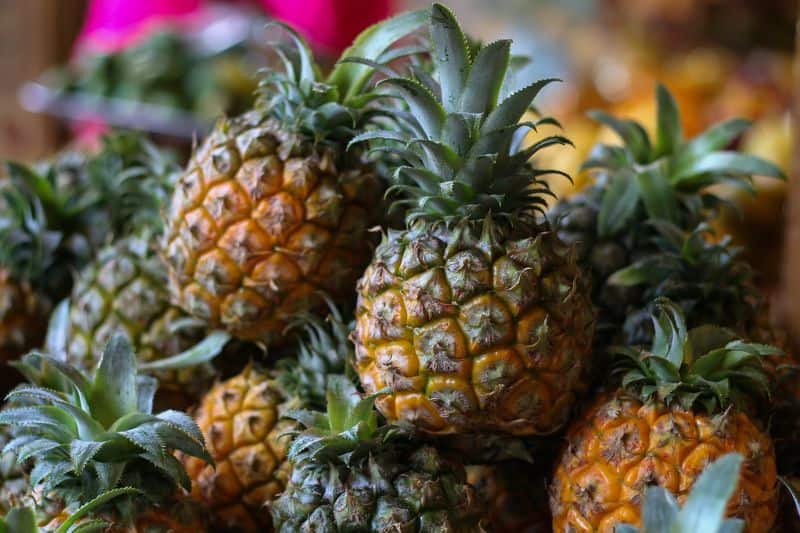 growing pineapples agricultural news