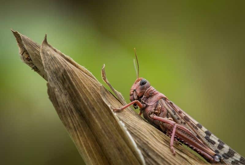 Covid 19, Amphan, and now locust swarm, rajasthan farmers in distress