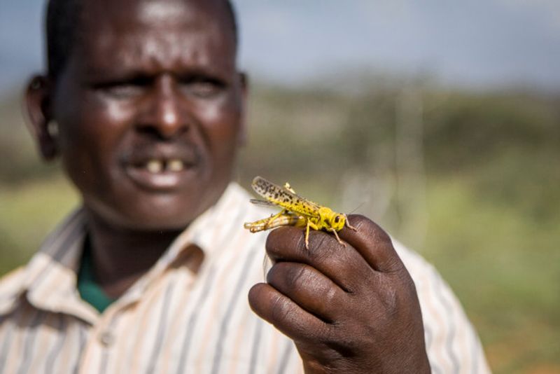 വെട്ടുകിളി മുന്നറിയിപ്പ് സമിതി (Locust Warning Organization) എന്ന സർക്കാർ സ്ഥാപനമാണ് വെട്ടുകിളികളുടെ നീക്കങ്ങൾ നിരീക്ഷിക്കുന്നതും വേണ്ട മുന്നറിയിപ്പുകൾ കൃഷിക്കാർക്ക് നൽകുന്നതും, വെട്ടുകിളി ശല്യത്തെ നേരിടാൻ വേണ്ട സാങ്കേതിക വിദ്യയും, മുൻകരുതലുകളുമെടുക്കാൻ അവരെ സഹായിക്കുന്നതും. സാമ്പത്തിക നഷ്ടമുണ്ടാക്കുന്ന രീതിയിൽ സാന്ദ്രത ഒരു വെട്ടുകിളിക്കൂട്ടത്തിനുണ്ടോ എന്നതാണ് ഇവർ പരിശോധിക്കുക. ഒരു ഹെക്ടറിൽ 10,000 വെട്ടുകിളികളിൽ അധികമുണ്ടെങ്കിൽ അത് നഷ്ടമുണ്ടാക്കാൻ പോന്ന സാന്ദ്രതയായി കണക്കാക്കപ്പെടും.