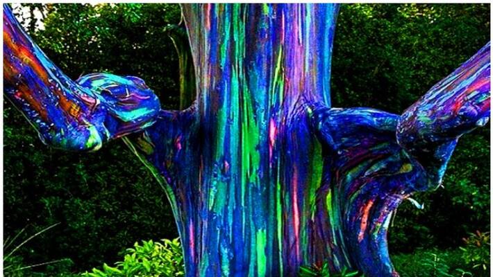 The most beautiful tree The most beautiful tree