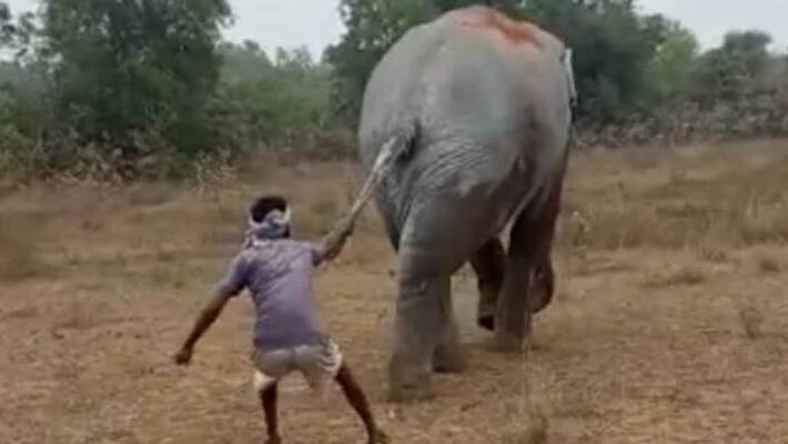 video of man pulling elephants tail in West Bengal goes viral video of man pulling elephants tail in West Bengal goes viral