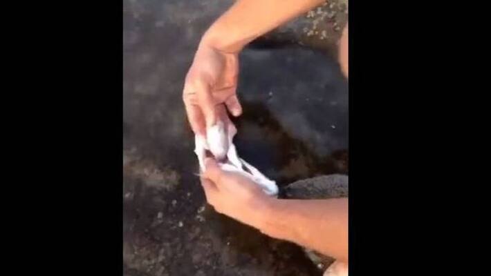 Found plastic from fish's belly viral video Found plastic from fish's belly viral video