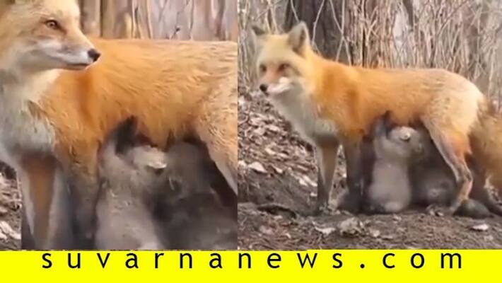A Mother Is A Mother Fox Feeds Milk To Koala Babies Who Lost Their Mother In Bushfires A Mother Is A Mother Fox Feeds Milk To Koala Babies Who Lost Their Mother In Bushfires