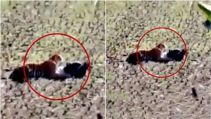 video of narrow escape of man in front of tiger video of narrow escape of man in front of tiger