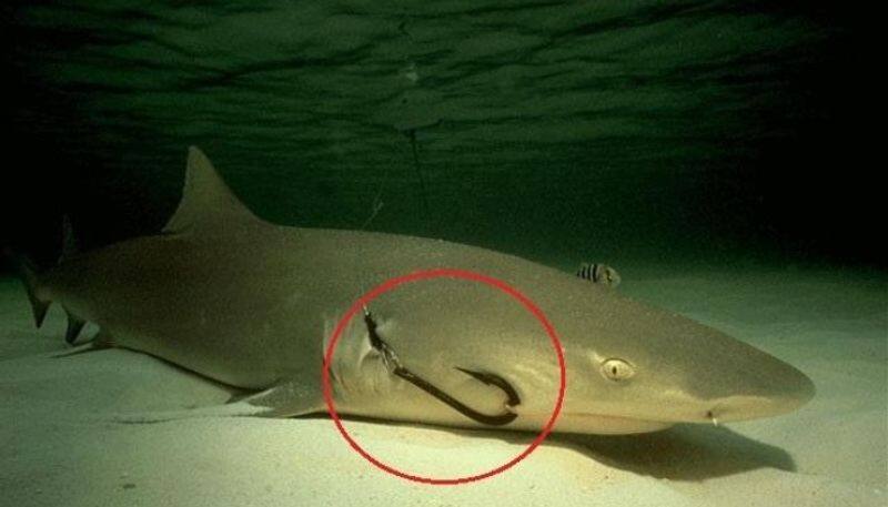 Millions Of Sharks Silently Suffer In Pain