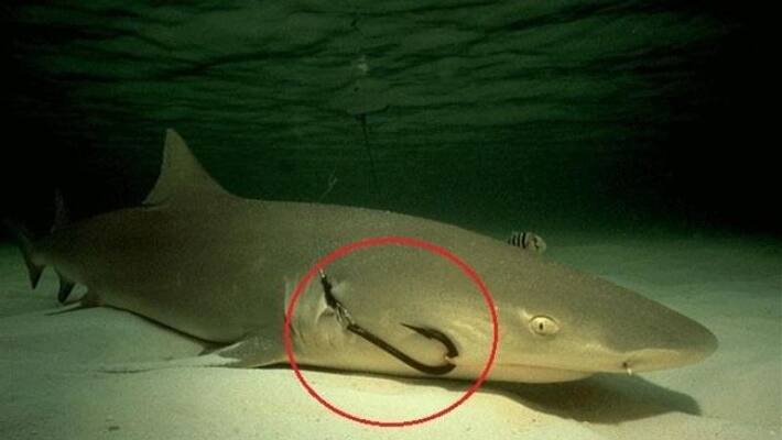 Millions Of Sharks Silently Suffer In Pain Millions Of Sharks Silently Suffer In Pain