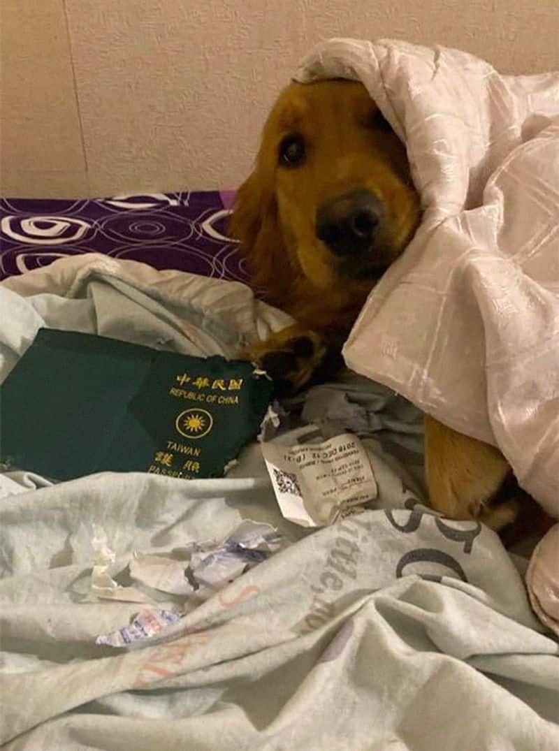 pet dog eats passport and saves woman from coronavirus infection
