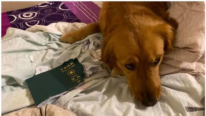 pet dog eats passport and saves woman from coronavirus infection pet dog eats passport and saves woman from coronavirus infection