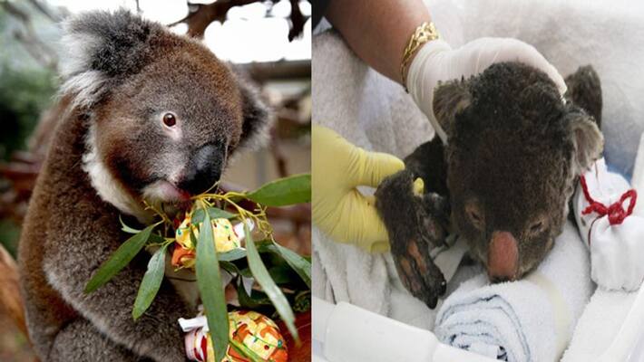 Why Australia probably doesnt need more koala mittens Why Australia probably doesnt need more koala mittens