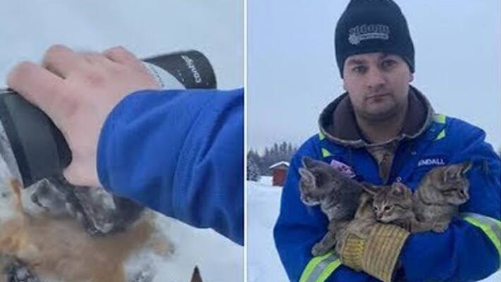Canadian man rescues three frozen kittens by pouring warm coffee Canadian man rescues three frozen kittens by pouring warm coffee