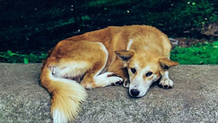 police officers saves stray dog injured in accident in devikulam police officers saves stray dog injured in accident in devikulam