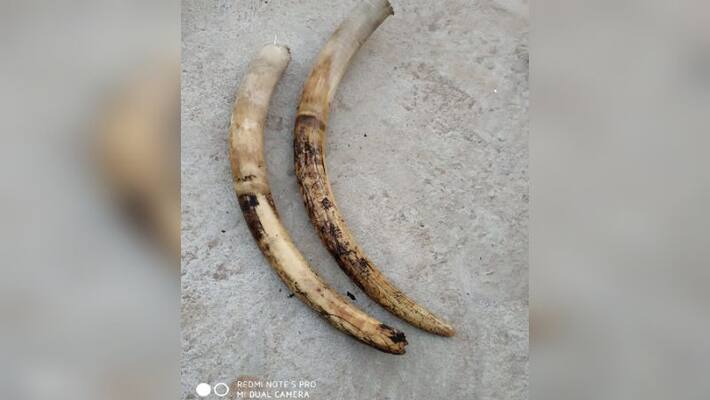IDUKKI NATIVE CAUGHT WITH ELEPHANT TUSKS IN WAYANAD IDUKKI NATIVE CAUGHT WITH ELEPHANT TUSKS IN WAYANAD