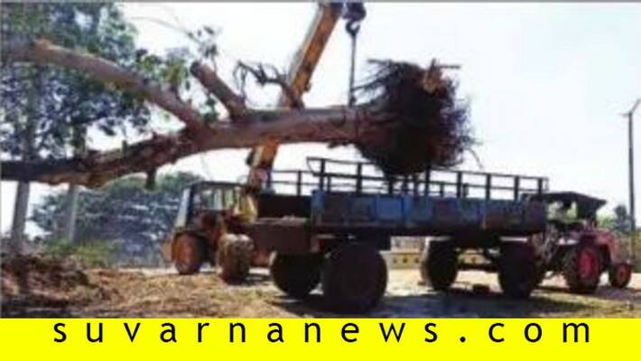 Banyan tree replanted in mysore Banyan tree replanted in mysore
