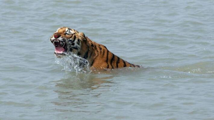 Family of a fishermam killed by Tiger in Sunderban fets financial help within 24 hours. BTG Family of a fishermam killed by Tiger in Sunderban fets financial help within 24 hours. BTG