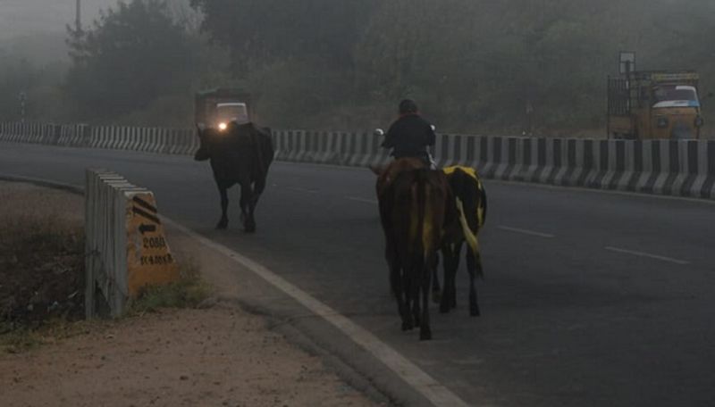 photo gallery of Winter in mysore