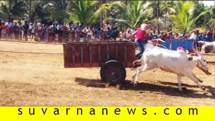 bullock cart race in mandya on occasion of 71th republic day bullock cart race in mandya on occasion of 71th republic day