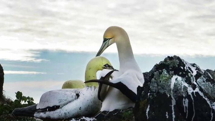 Loneliest bird in the world, No Mates Nigel second death anniversary Loneliest bird in the world, No Mates Nigel second death anniversary