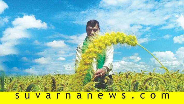 Chitradurga farmers earns crores by growing millets in barren land Chitradurga farmers earns crores by growing millets in barren land