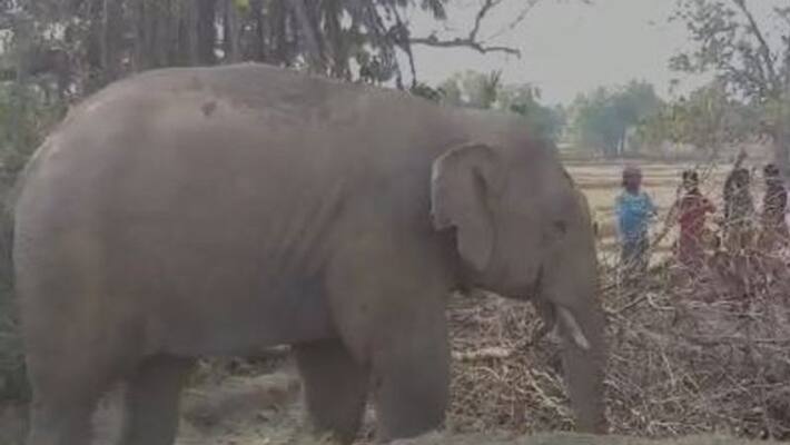 Forest departmen official rescue a injured elephant in Jhargram Forest departmen official rescue a injured elephant in Jhargram