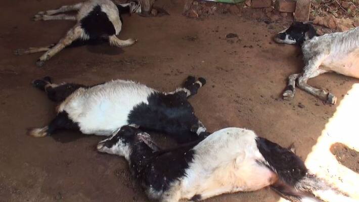 17 goats died in madurai 17 goats died in madurai