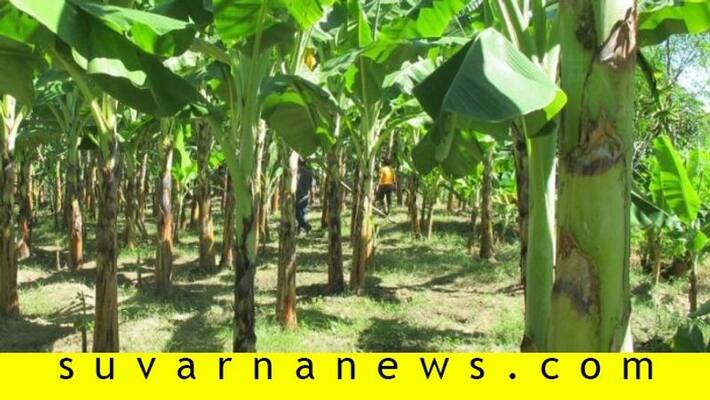 mysore farmers success story of growing banana in Rain based farming land mysore farmers success story of growing banana in Rain based farming land