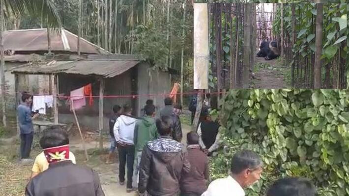 Bison goes for rampage in Dhupguri Bison goes for rampage in Dhupguri