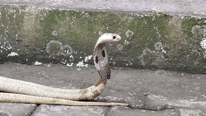 Couple leaves thier flat due to snake in Behala Couple leaves thier flat due to snake in Behala
