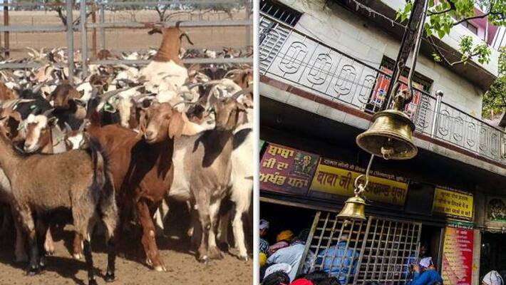 Baba Balaknath temple in Himachal Pradesh has earned 13200000 rupees from the auctions of the goats Baba Balaknath temple in Himachal Pradesh has earned 13200000 rupees from the auctions of the goats