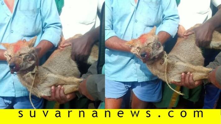 wild animals and dogs fight in mysore wild animals and dogs fight in mysore