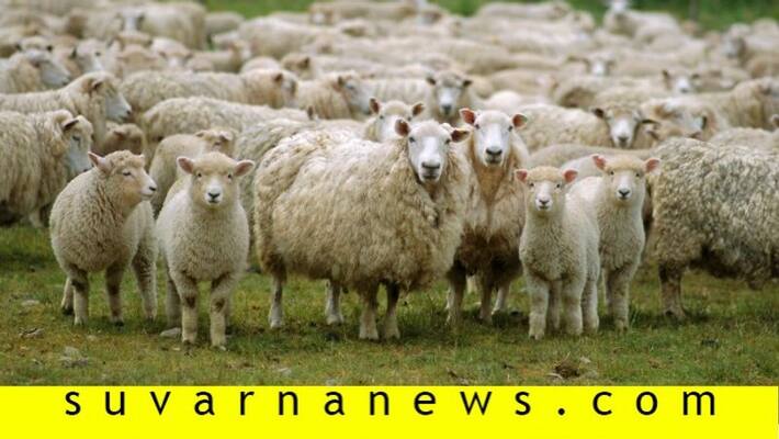 Kuruba people give sheep to poor people in mysore Kuruba people give sheep to poor people in mysore