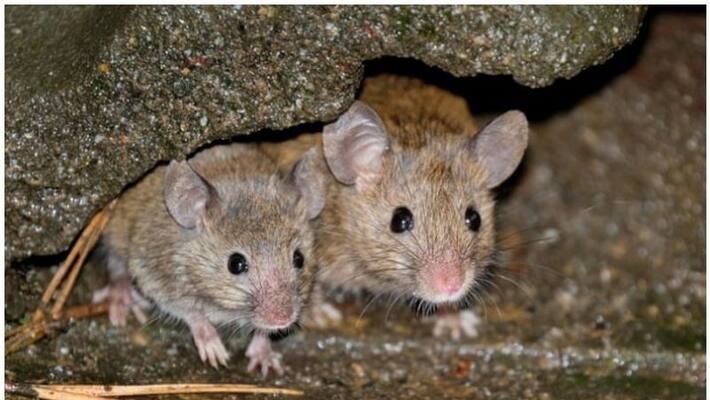 rodents eat eyes of dead body kept in hospital mortuary rodents eat eyes of dead body kept in hospital mortuary