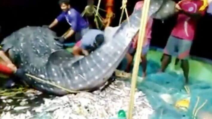 fishermen from kozhikode released endangered whale shark back into water fishermen from kozhikode released endangered whale shark back into water