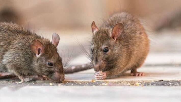 Rats eat human eyes at government hospital mortuary in Andhra Pradesh Rats eat human eyes at government hospital mortuary in Andhra Pradesh