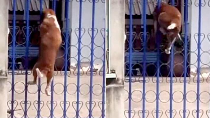 dog climbs 10 foot metal to find the right spot to get through it dog climbs 10 foot metal to find the right spot to get through it